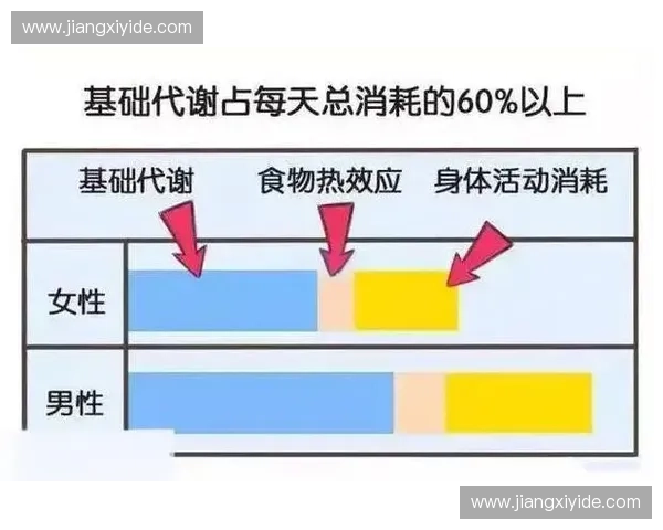 基于运动代谢分析的人体能量消耗机制与健康干预策略研究标题